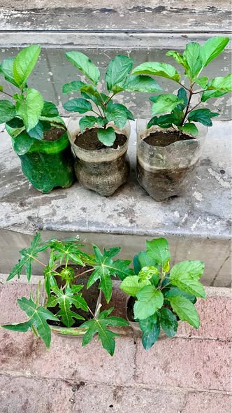 Fruit plants photo 1
