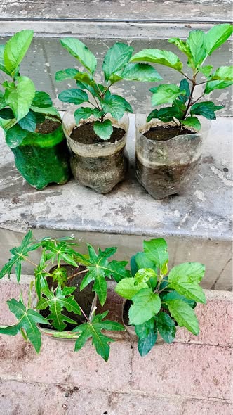 Fruit plants photo 3