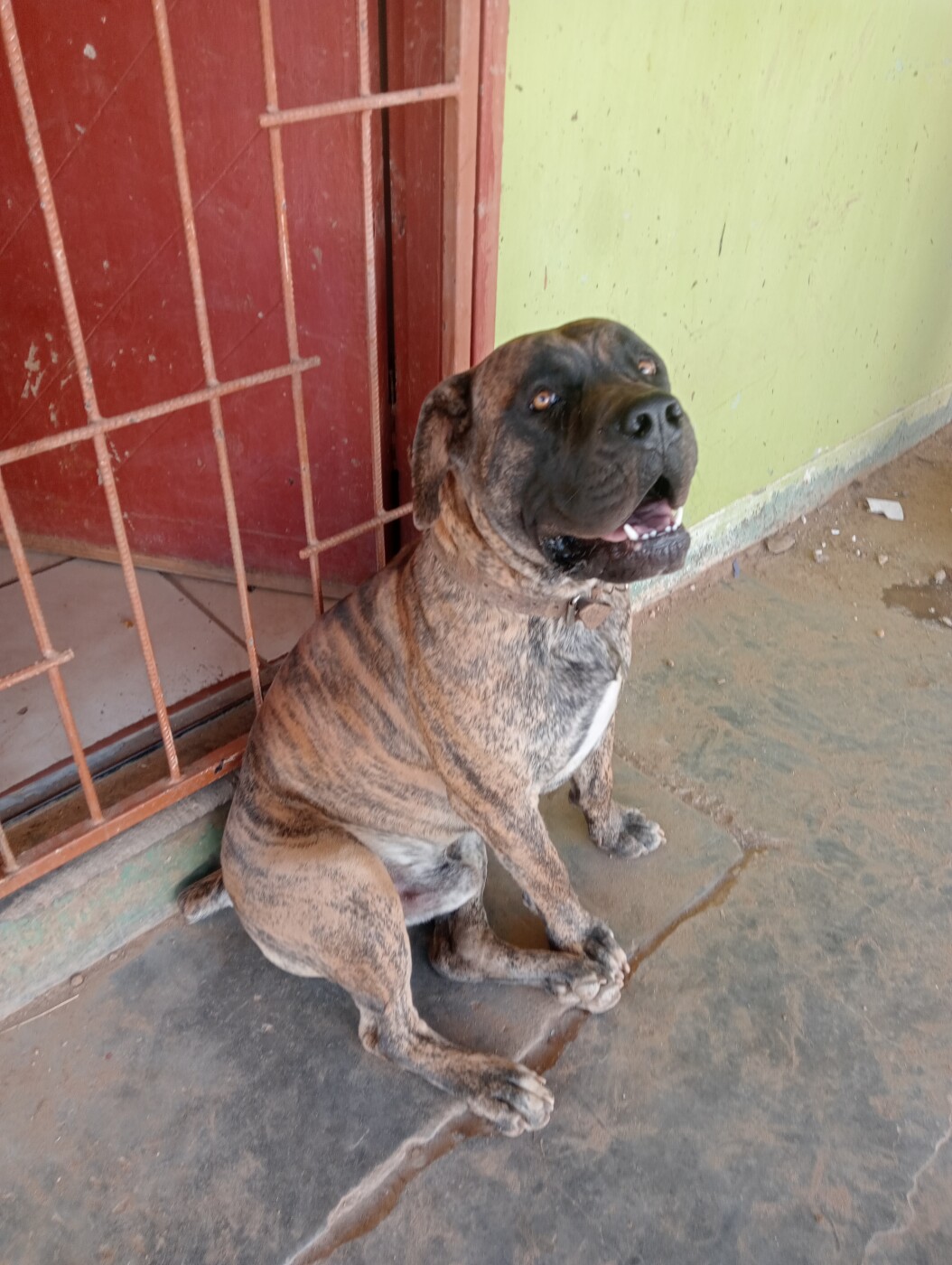 Boerboel 2 years old for sale photo 1