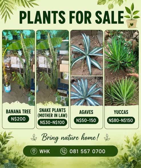 Plants photo 2