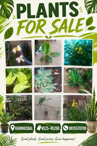 Plants photo 1