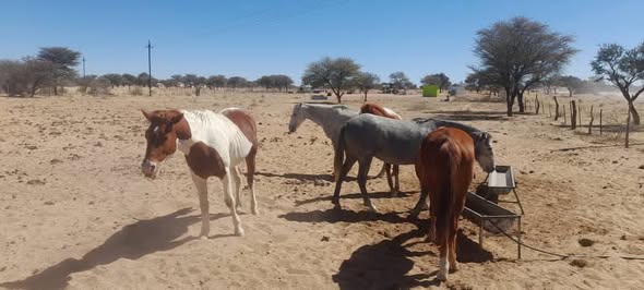 Cattles, goats sheep's donkeys and horses photo 1