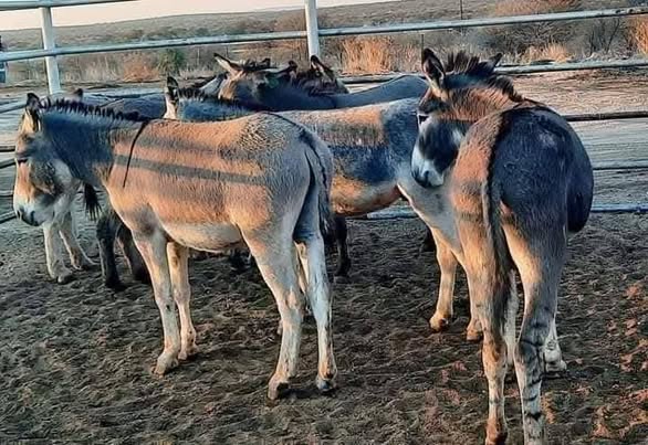 Cattles, goats sheep's donkeys and horses photo 2