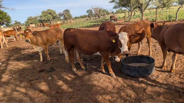 Cattles, goats sheep's donkeys and horses photo 4