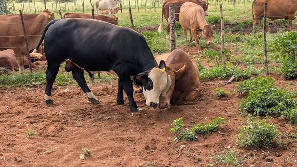 Cattles, goats sheep's donkeys and horses photo 5