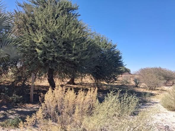 2000 Square Meters Plot,Okapuku Omuthiya photo 1