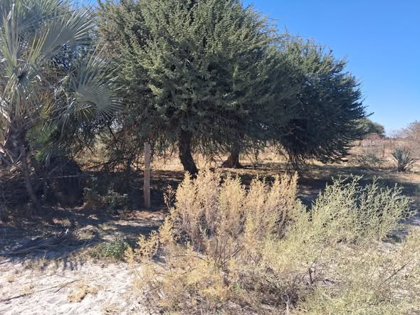2000 Square Meters Plot,Okapuku Omuthiya photo 3