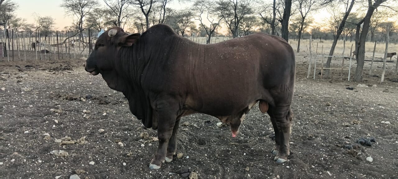 Bulls for sale photo 2