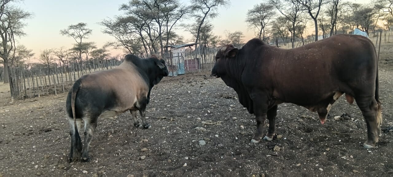 Bulls for sale photo 1