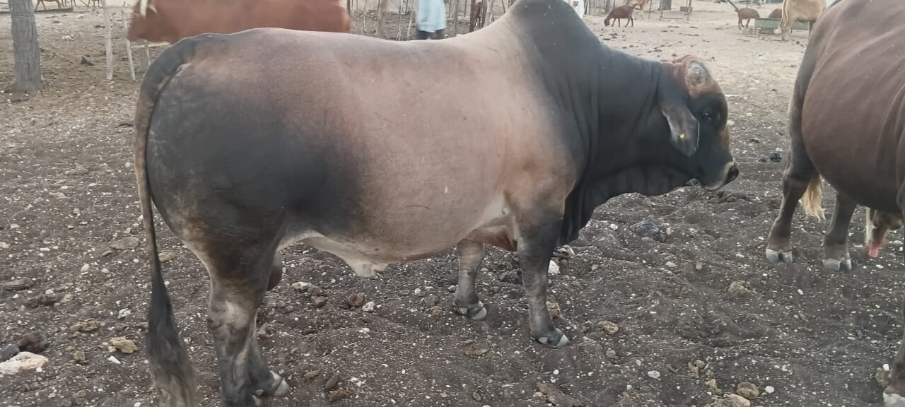 Bulls for sale photo 4