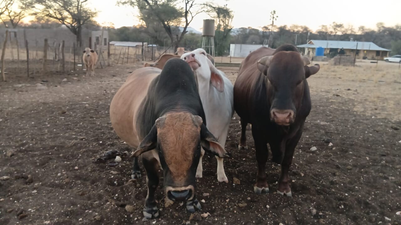 Bulls for sale photo 3