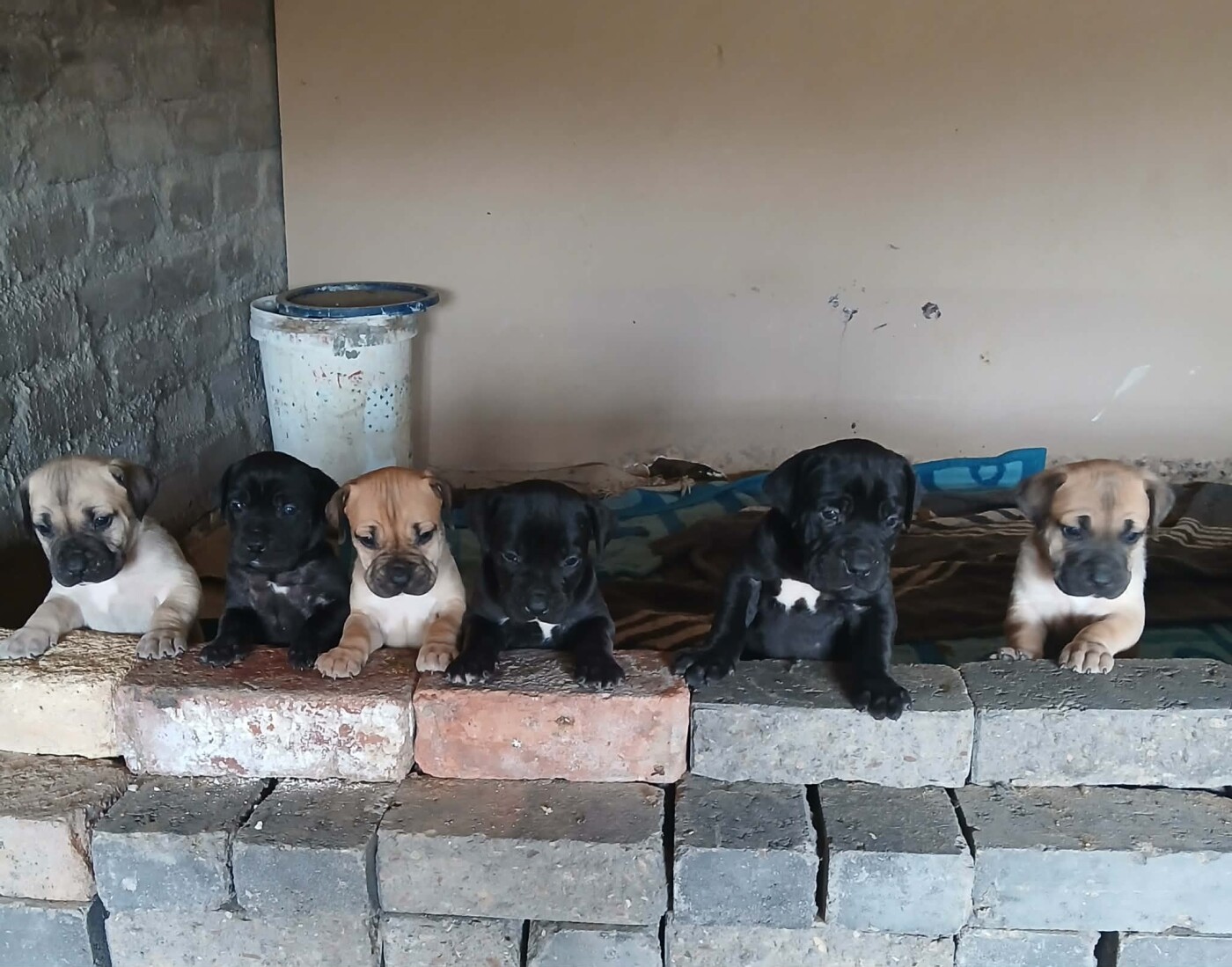 Boerboel puppies photo 1