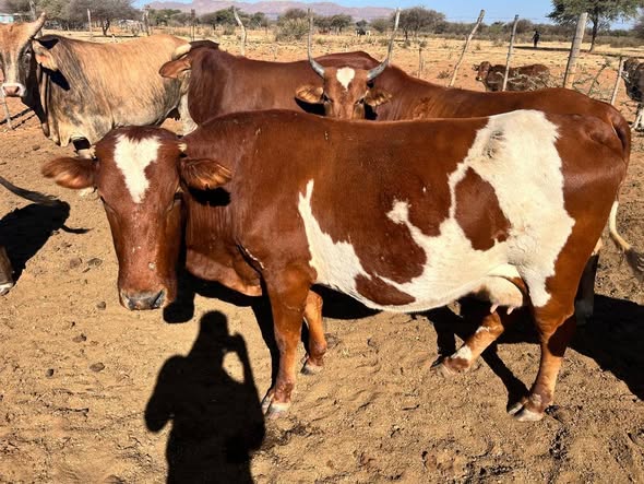 Cow photo 1