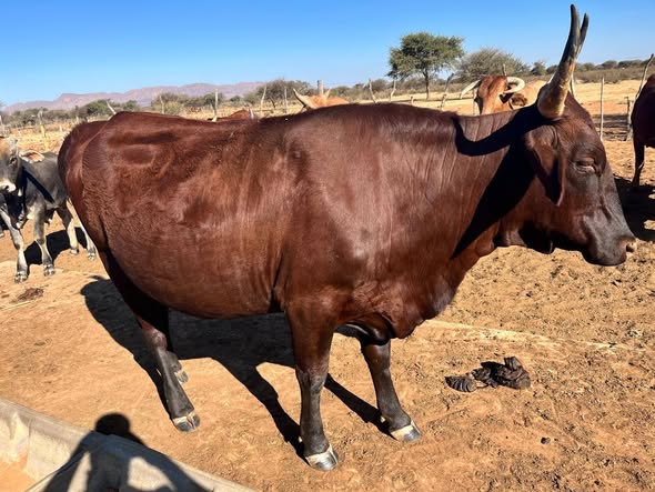 Cow photo 2