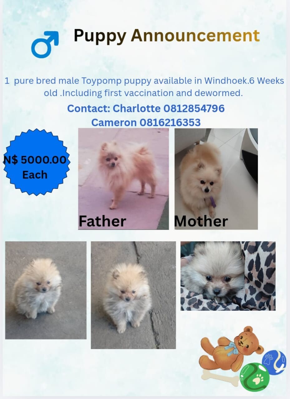 Pomeranian male puppy photo 1