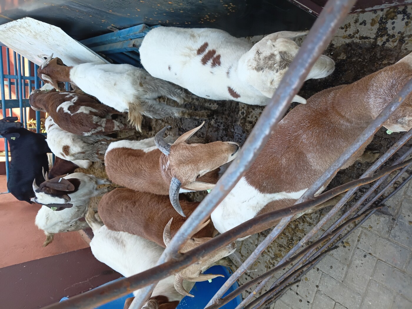 Sheeps and goats for sale photo 3