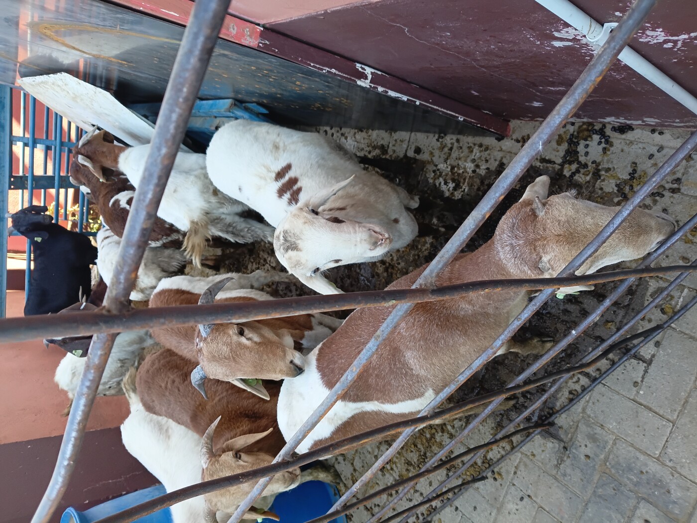 Sheeps and goats for sale photo 2