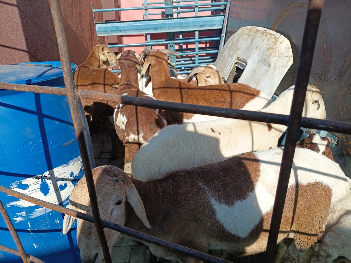Sheeps and goats for sale photo 4