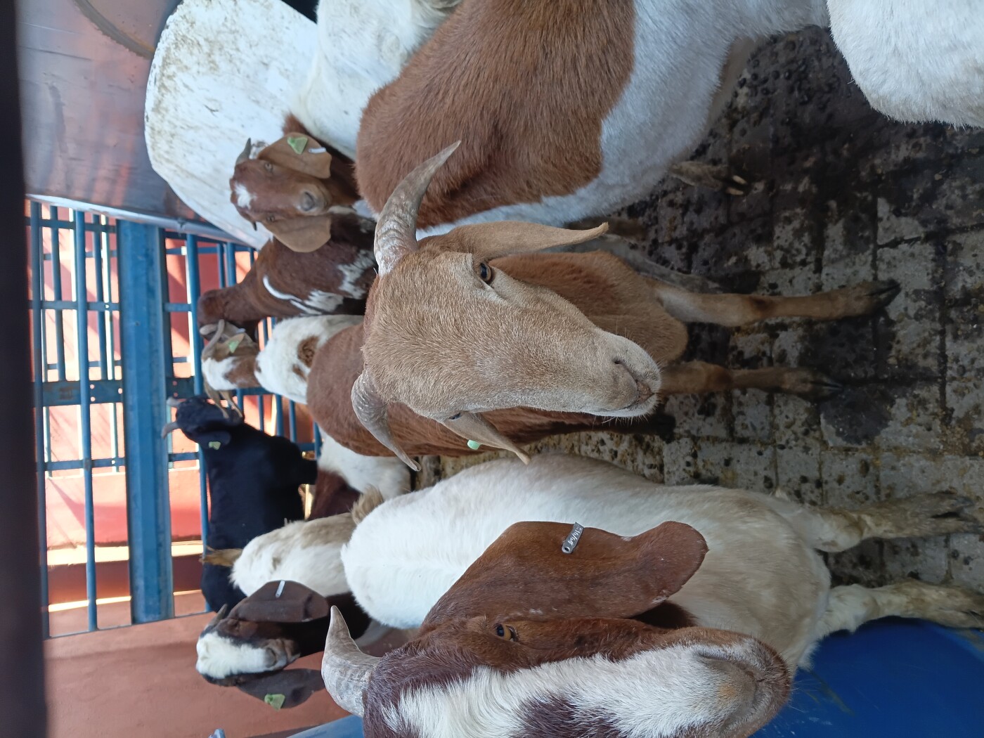 Sheeps and goats for sale photo 1