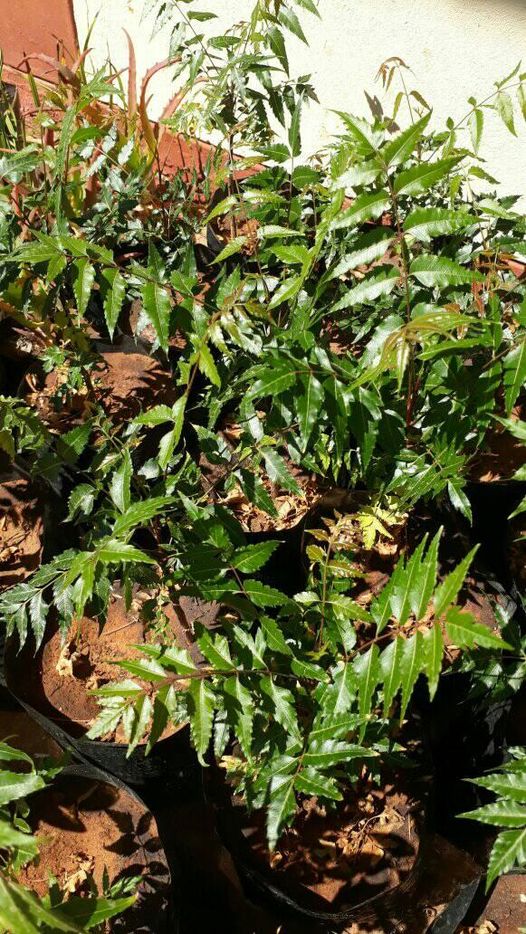 Neem , Moringa, guava and lemons plants photo 1
