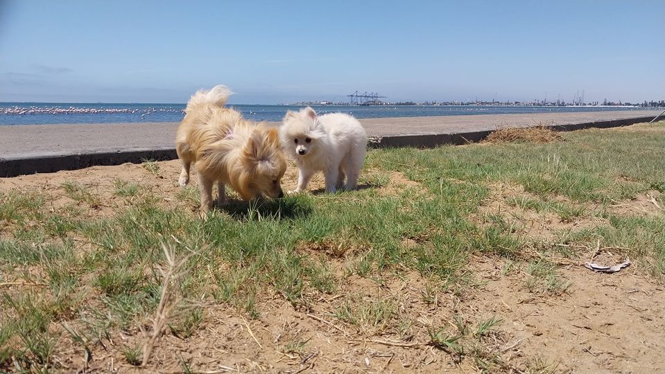 Pomeranian puppy photo 4