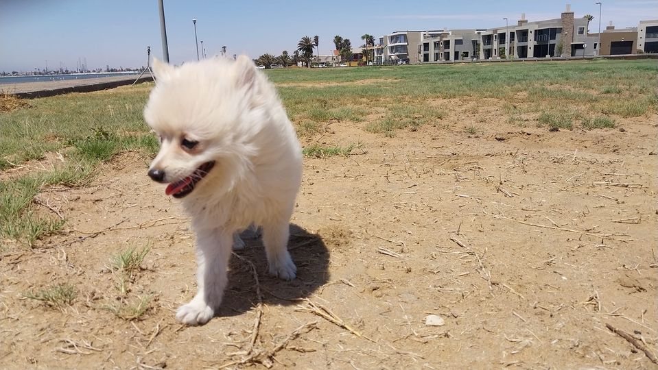 Pomeranian puppy photo 2