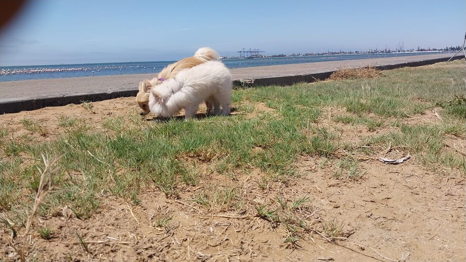 Pomeranian puppy photo 5