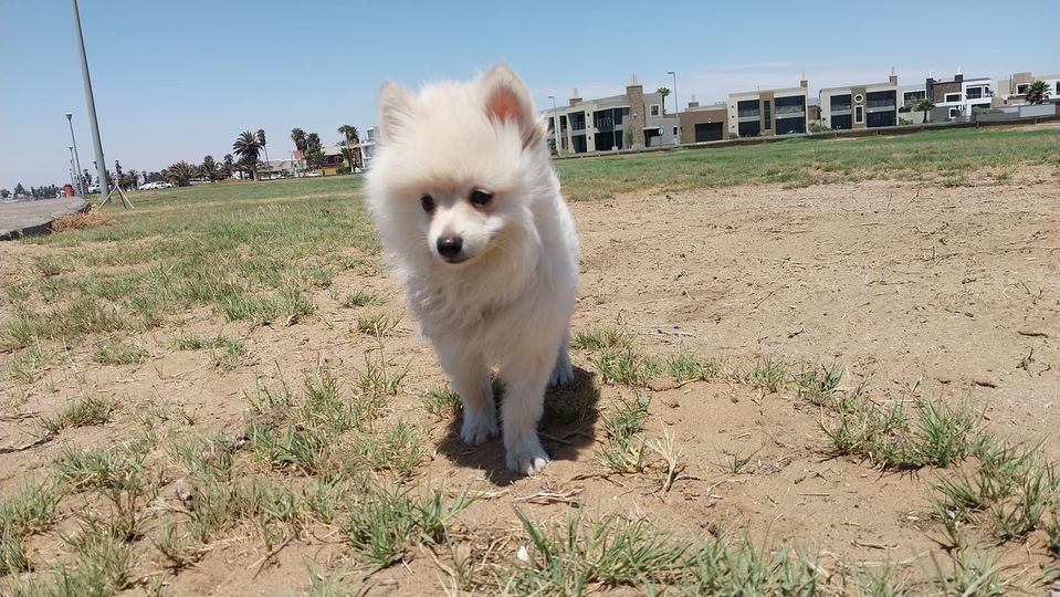 Pomeranian puppy photo 1