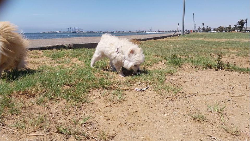 Pomeranian puppy photo 3