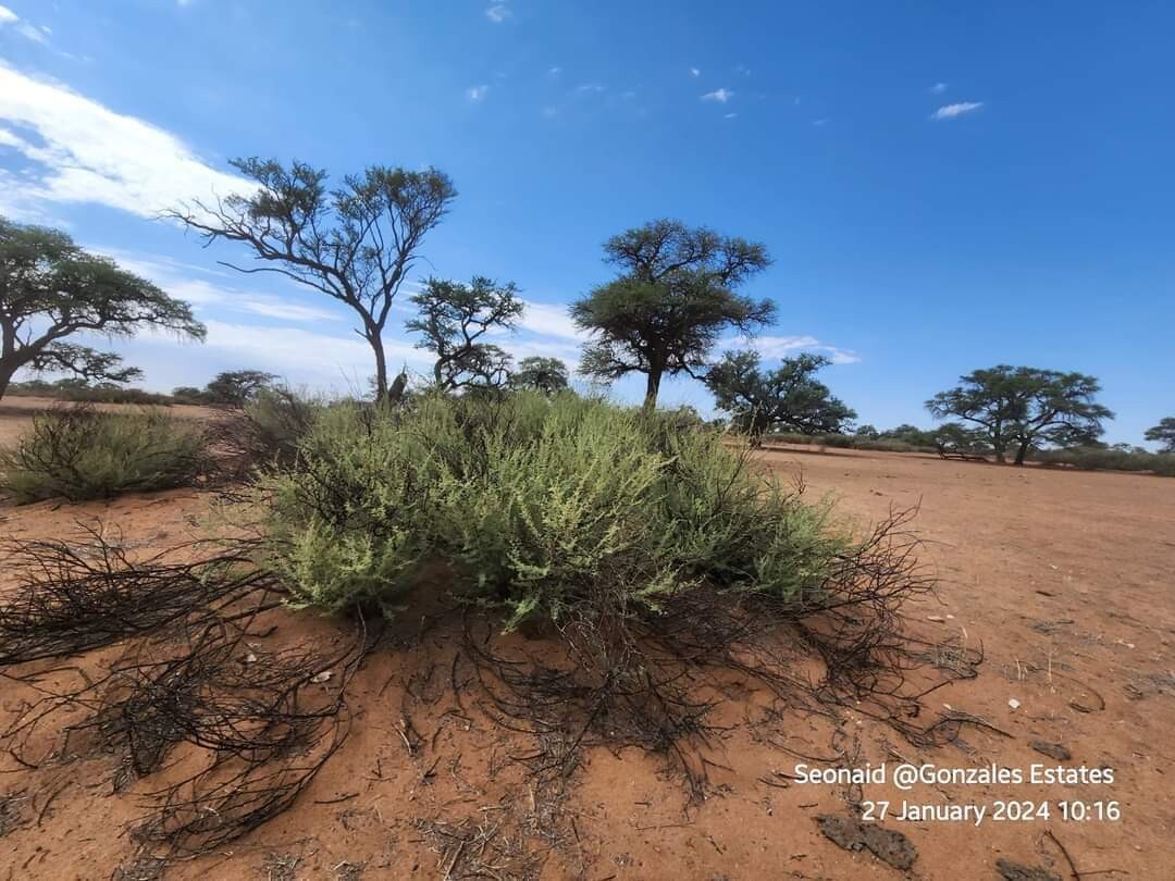 27 Hectares Plots For Sale for sale in Rehoboth Land Kalahari Deals