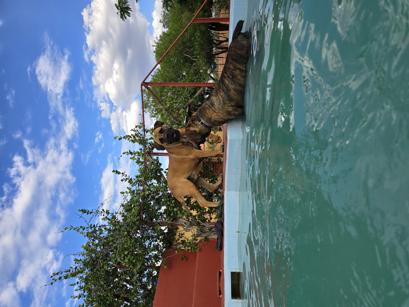 Boerboel Puppies SABBS Middelpos, Peninsuela, Genesis, Summit *Special ...