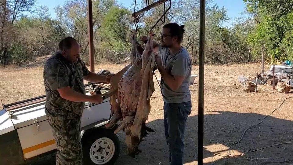 MEAT for sale for sale in Windhoek Game Meat Kalahari Deals Namibia