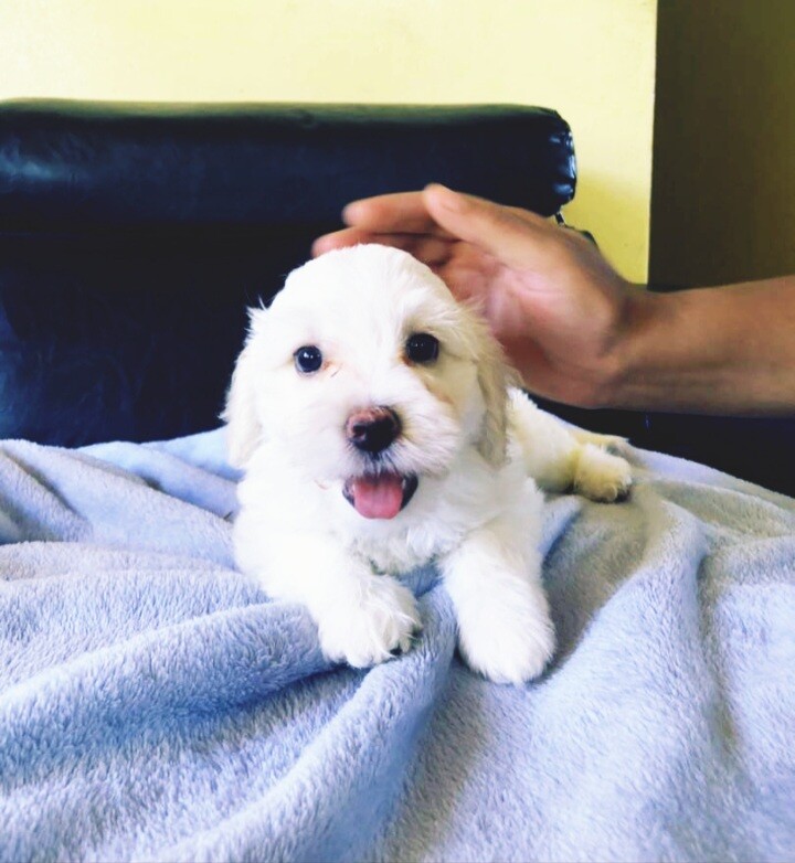 Maltese Puppy Male photo 1