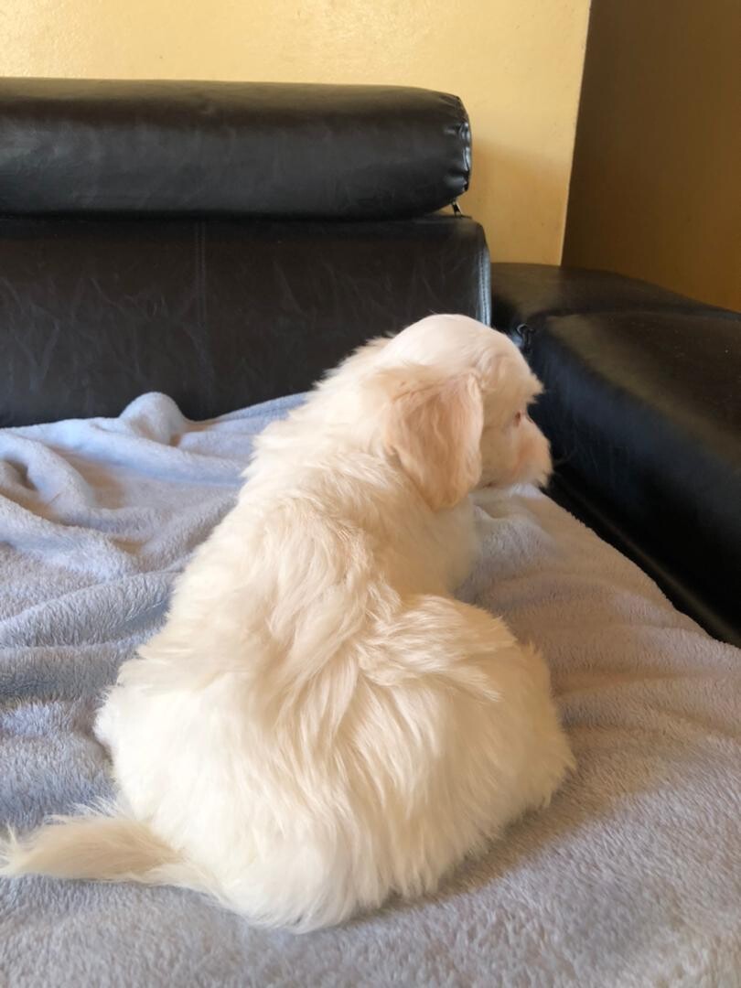 Maltese Puppy Male photo 3