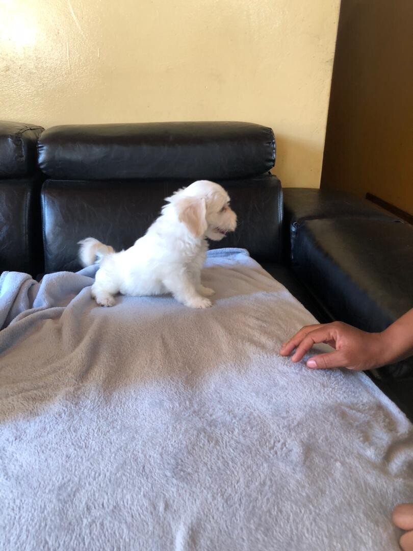 Maltese Puppy Male photo 2
