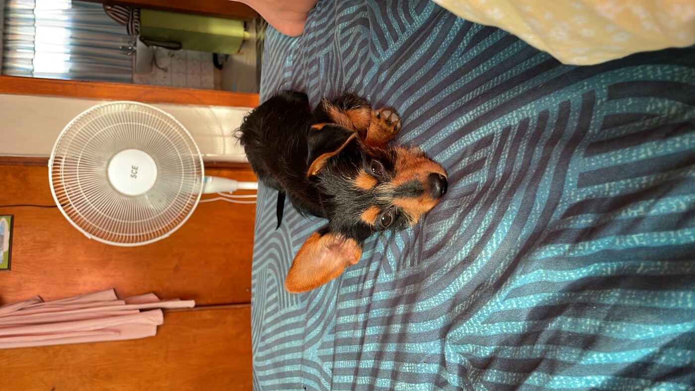Rat yorkie mix photo 3