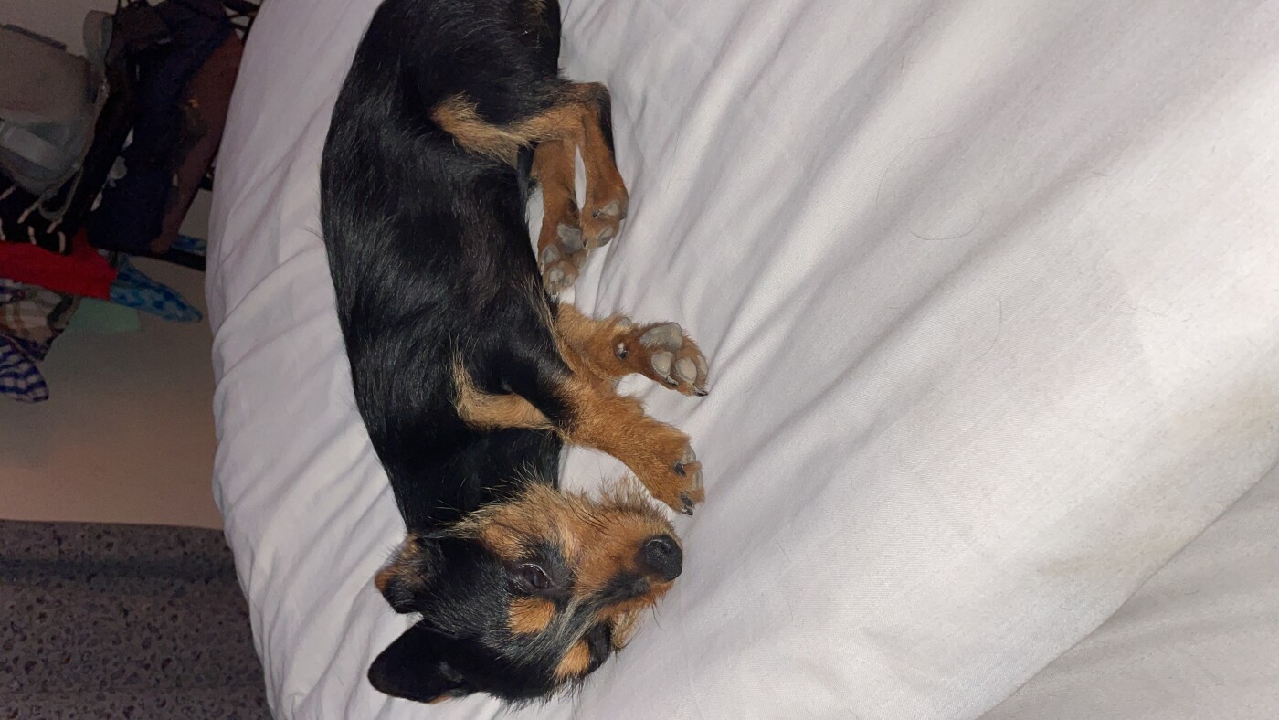 Rat yorkie mix photo 2